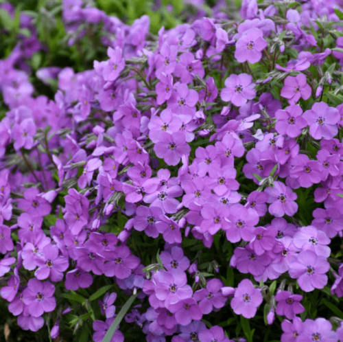 10 Purple Perennials To Plant For Beauty Each Year Birds And Blooms