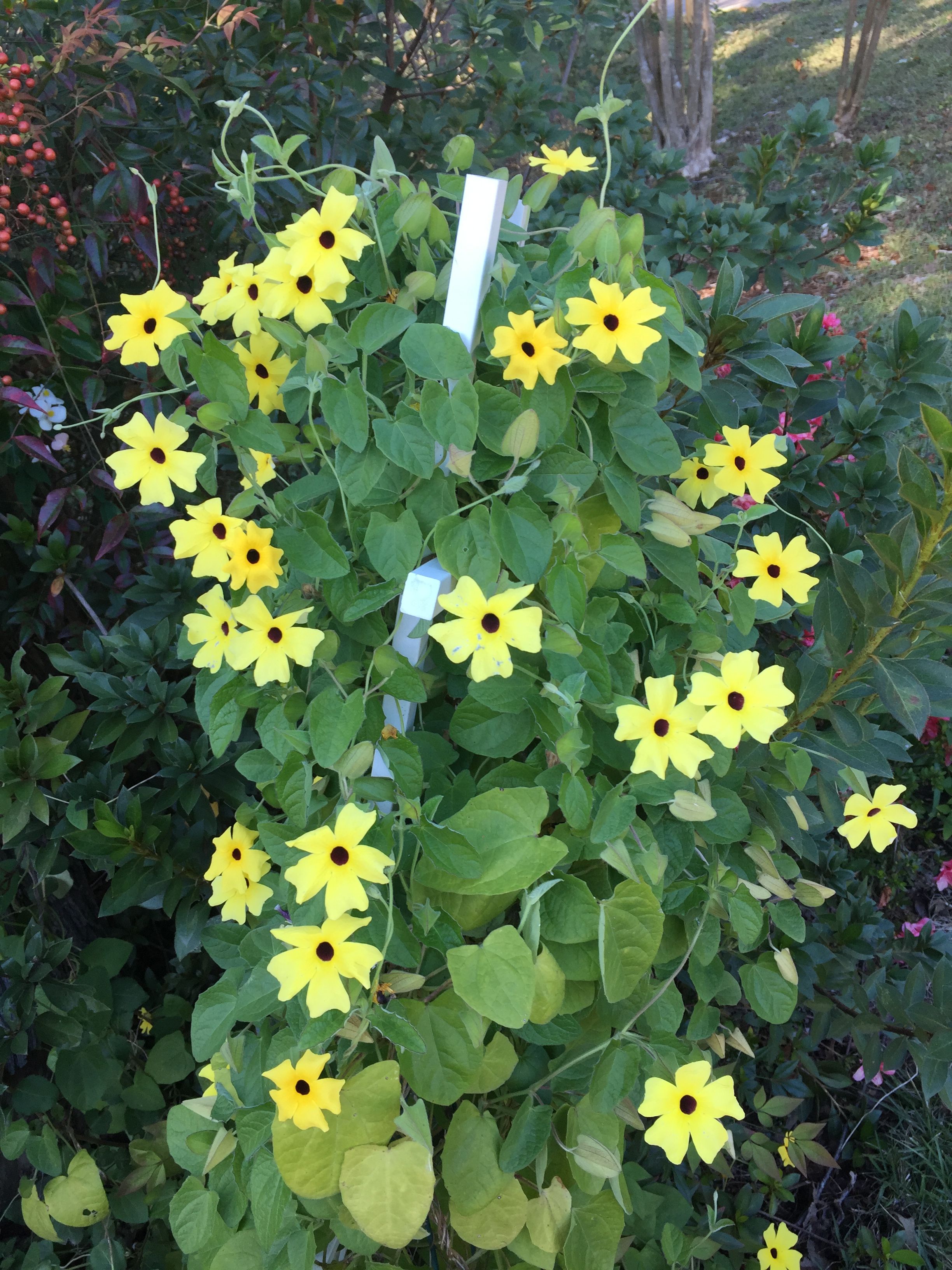 12 Blackeyed Susan Vines Tips For Easy Growth