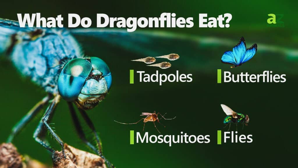 Are Dragonflies Dangerous