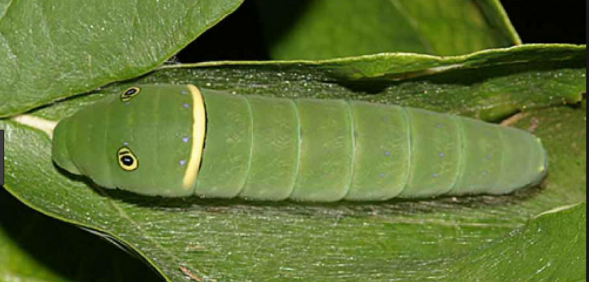 Big Caterpillars An Identification Guide To 15 Large Caterpillar