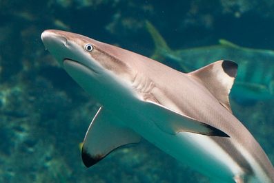 Black Tip Reef Shark Facts: Expert Insights