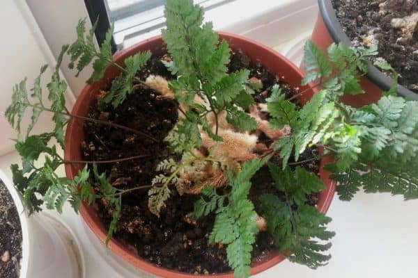 Bunny Foot Fern Care: Thrive At Home