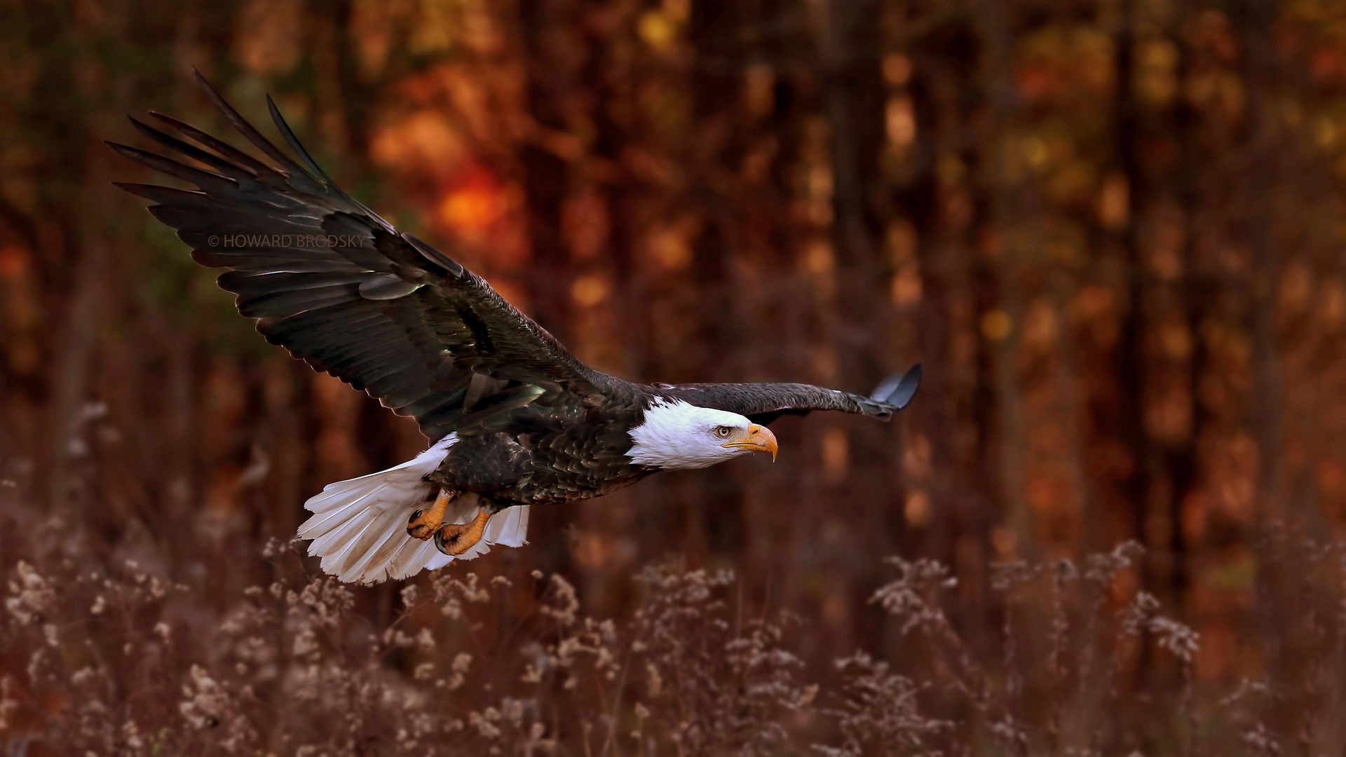 German Eagle Wallpapers Top Free German Eagle Backgrounds