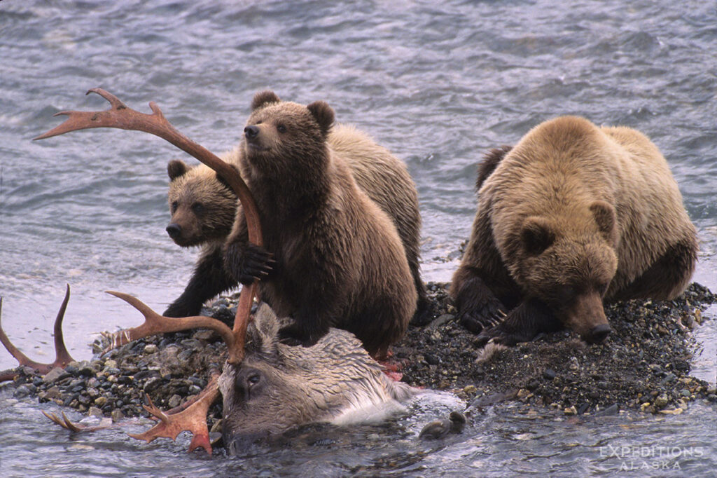 Grizzly Bears On Caribou Carcass Denali National Park Alaska