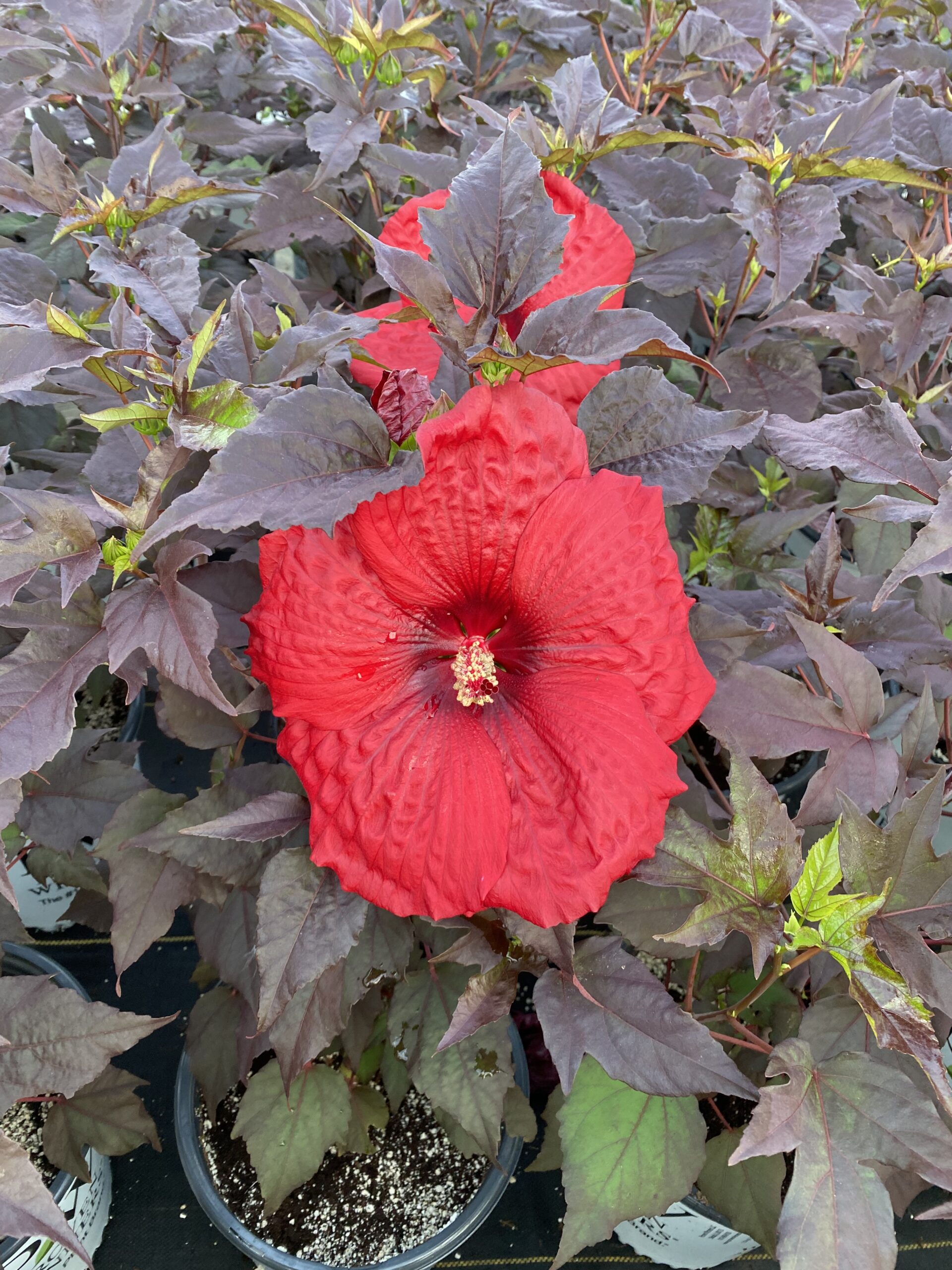 Holy Grail Hibiscus: Calms Mind And Body