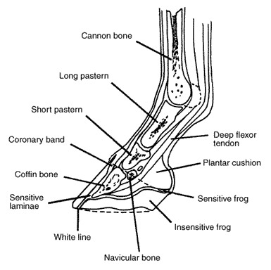 Horse Foot Health Horse Anatomy Horses Horse Therapy