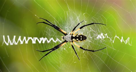 How To Build Orb Weaver Web? Diy Guide