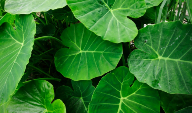 How To Fertilize Elephant Ears For A Faster And Healthier Growth