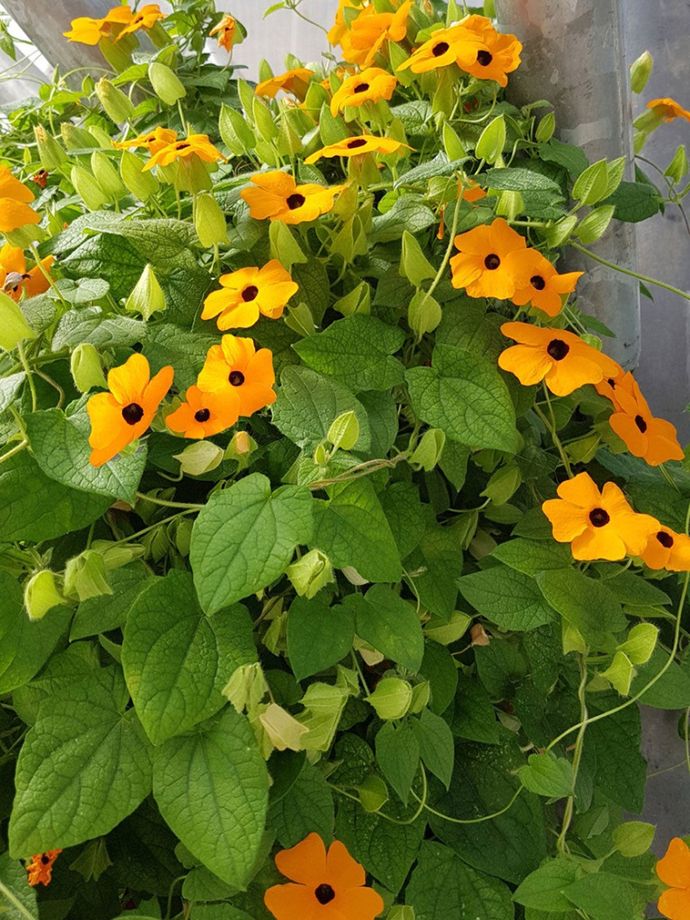 How To Grow And Care For Black Eyed Susan Vine