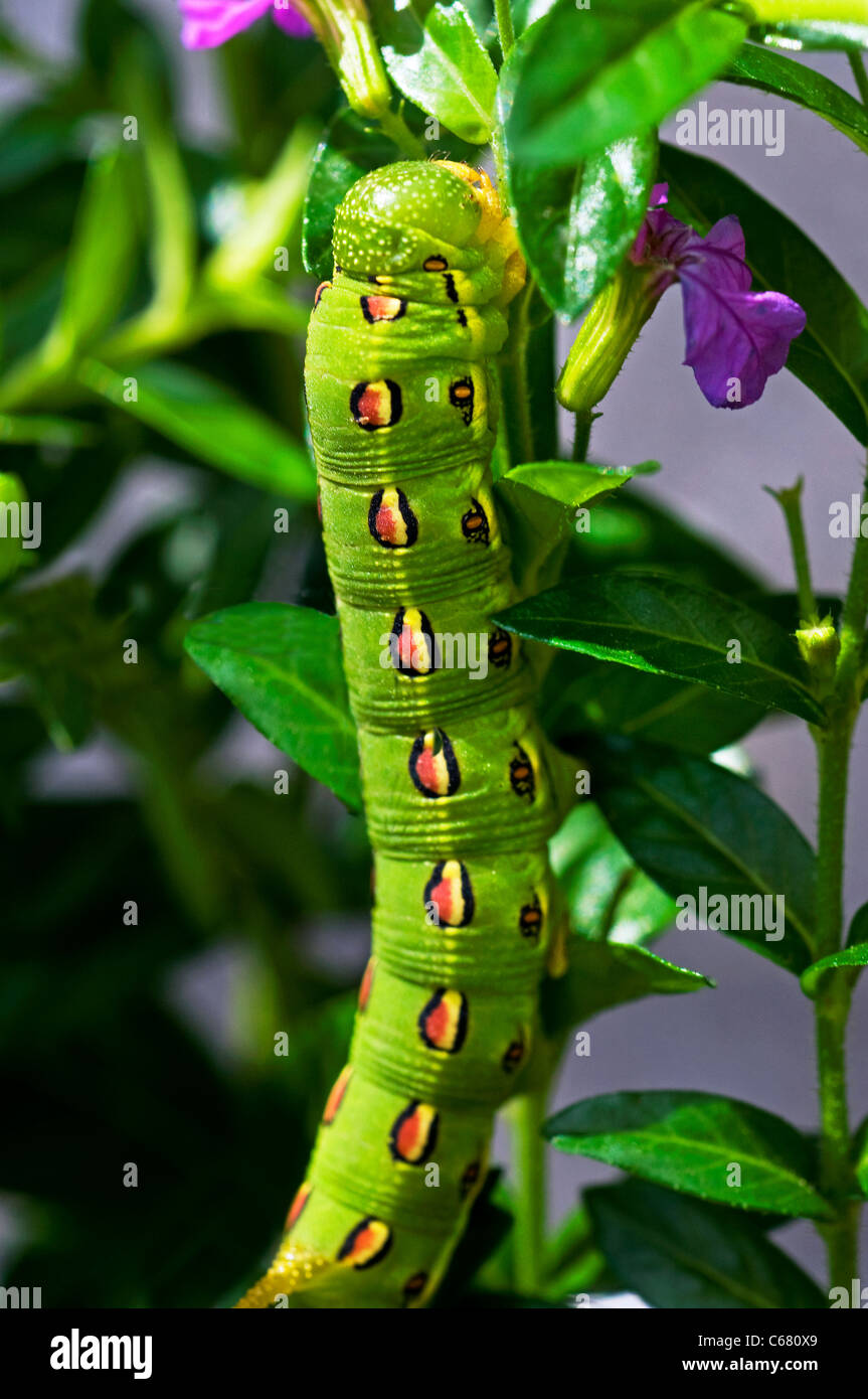 How To Stop Large Green Caterpillar? Control Tips