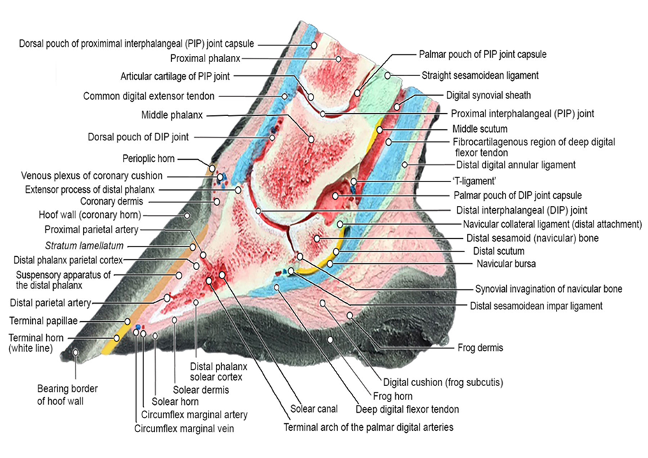 Pdf Clinical Anatomy And Physiology Of The Normal Equine Foot