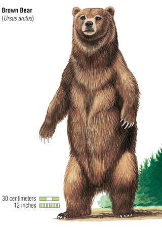 Ursus Arctos Brown Bear Grizzly Bear