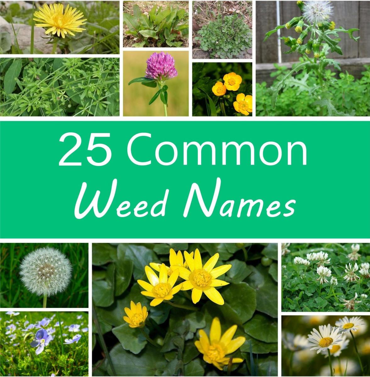 Vine With Purple Flowers Weed Weed Identification Guide Which Weeds Have Infiltrated Your Lawn